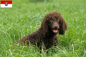 Read more about the article Hessen’de Irish Water Spaniel yetiştiricileri ve köpek yavruları