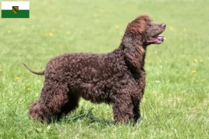 Read more about the article Saksonya’da İrlanda Su Spanieli yetiştiricileri ve köpek yavruları
