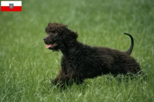Read more about the article Thüringen’de Irish Water Spaniel yetiştiricileri ve köpek yavruları