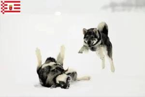 Read more about the article Bremen’de Jämthund yetiştiricileri ve köpek yavruları