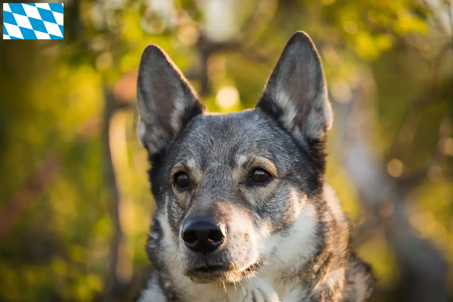Read more about the article Bavyera’da Jämthund yetiştiricileri ve köpek yavruları