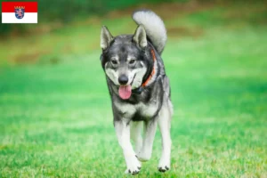 Read more about the article Hessen’de Jämthund yetiştiricileri ve köpek yavruları
