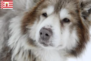 Read more about the article Bremen’de Kanada Eskimo Köpeği Yetiştiricisi ve Yavruları