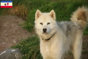 Read more about the article Mecklenburg-Vorpommern’de Kanada Eskimo Köpeği Yetiştiricisi ve Yavruları