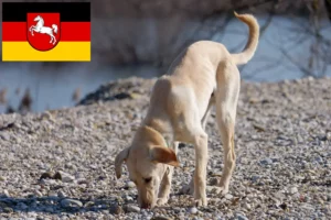 Read more about the article Aşağı Saksonya’da Kritikos Lagonikos yetiştiricileri ve köpek yavruları