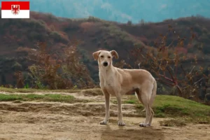 Read more about the article Brandenburg’da Kritikos Lagonikos yetiştiricileri ve köpek yavruları