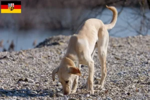 Read more about the article Saarland’da Kritikos Lagonikos yetiştiricisi ve yavru köpekler