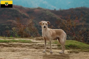 Read more about the article Saksonya-Anhalt’da Kritikos Lagonikos yetiştiricileri ve köpek yavruları