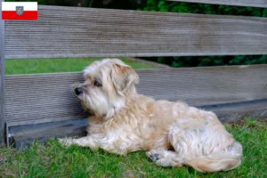 Read more about the article Thüringen’de Kyi Leo yetiştiricileri ve köpek yavruları