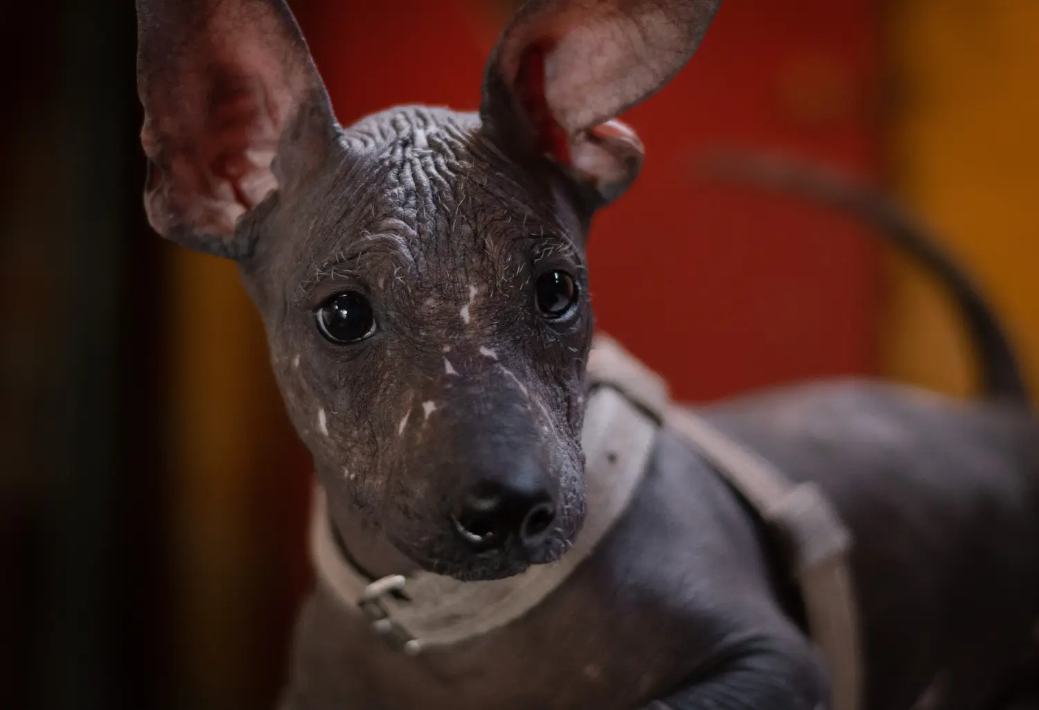 Yavru bir Peru Tüysüz Köpeği satın almak sorumluluk almak demektir! Peru Tüysüz Köpek yavruları satın alın.