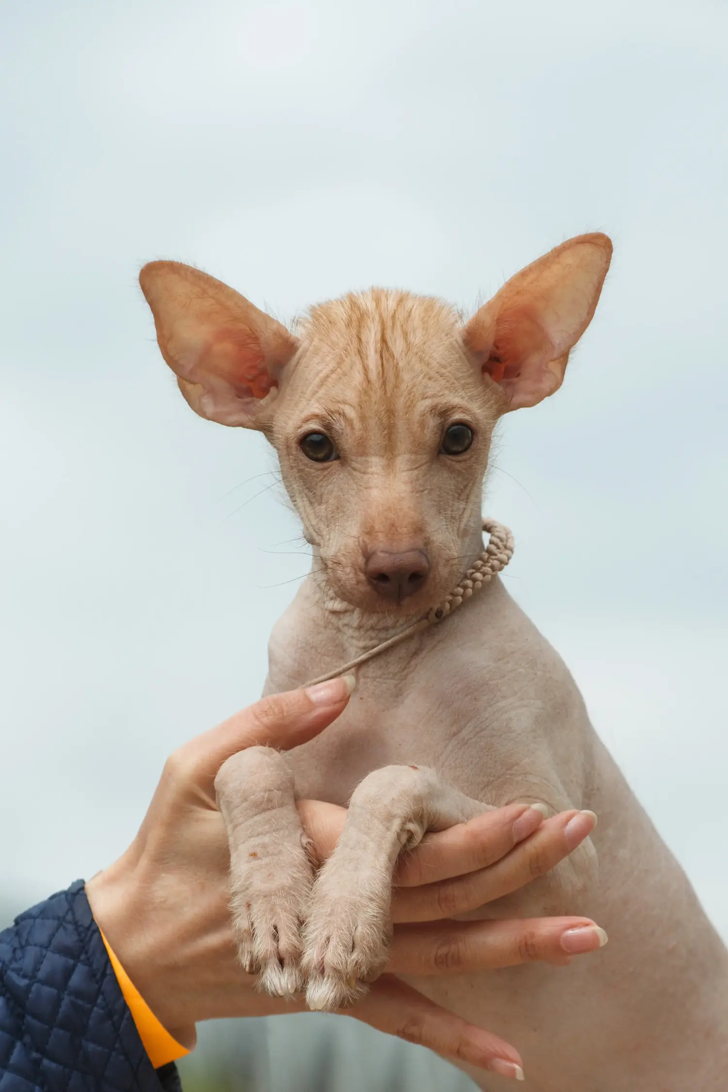 Yavru bir Peru Tüysüz Köpeği satın almak sorumluluk almak demektir! Peru Tüysüz Köpek yavruları satın alın.