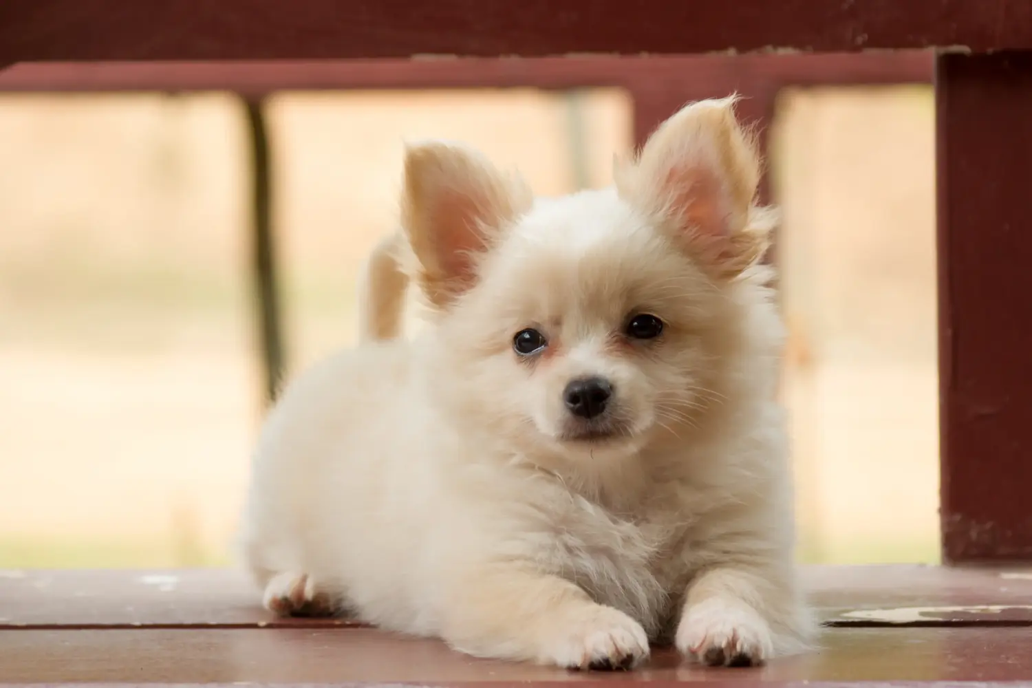 Bir Pomchi yavrusu satın almak sorumluluk almak demektir! Pomchi yavru köpekleri satın alın.
