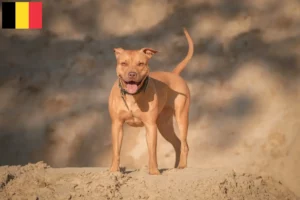 Read more about the article Belçika’da Amerikan Pit Bull Terrier yetiştiricileri ve köpek yavruları