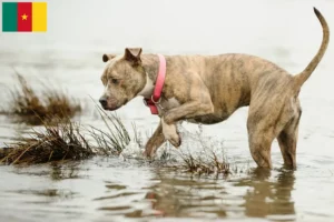 Read more about the article Kamerun’da Amerikan Pit Bull Terrier yetiştiricileri ve köpek yavruları