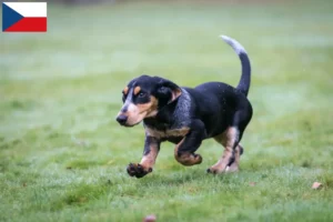 Read more about the article Çek Cumhuriyeti’nde Basset bleu de Gascogne yetiştiricileri ve yavru köpekler