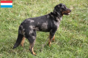 Read more about the article Lüksemburg’da Beauceron yetiştiricileri ve köpek yavruları