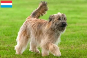 Read more about the article Lüksemburg’da Berger des Pyrenees yetiştiricileri ve köpek yavruları