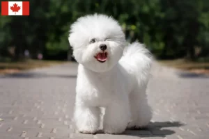 Read more about the article Kanada’da Bichon Frisé yetiştiricileri ve köpek yavruları