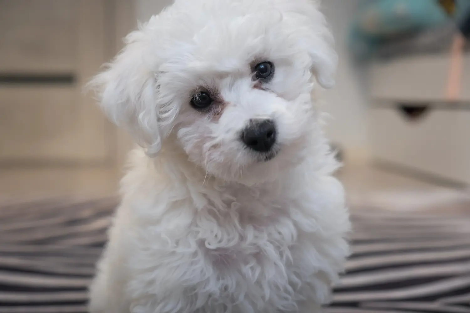 Bolognese yavrusu satın almak sorumluluk almak demektir! Bolognese yavru köpekleri satın alın.