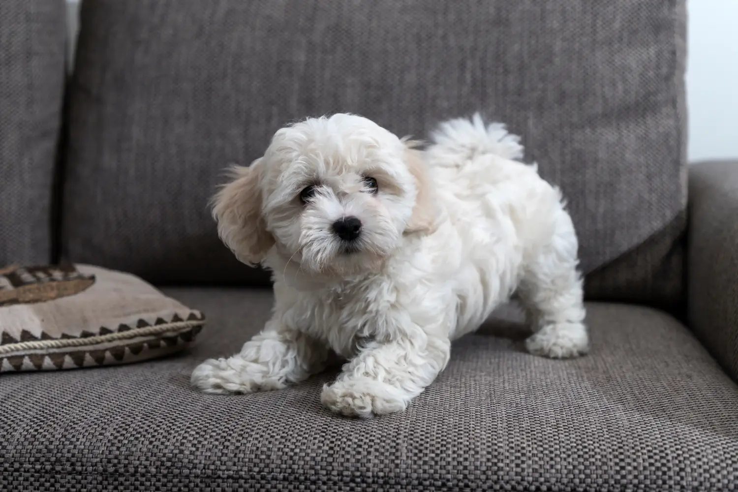 Bolognese yavrusu satın almak sorumluluk almak demektir! Bolognese yavru köpekleri satın alın.