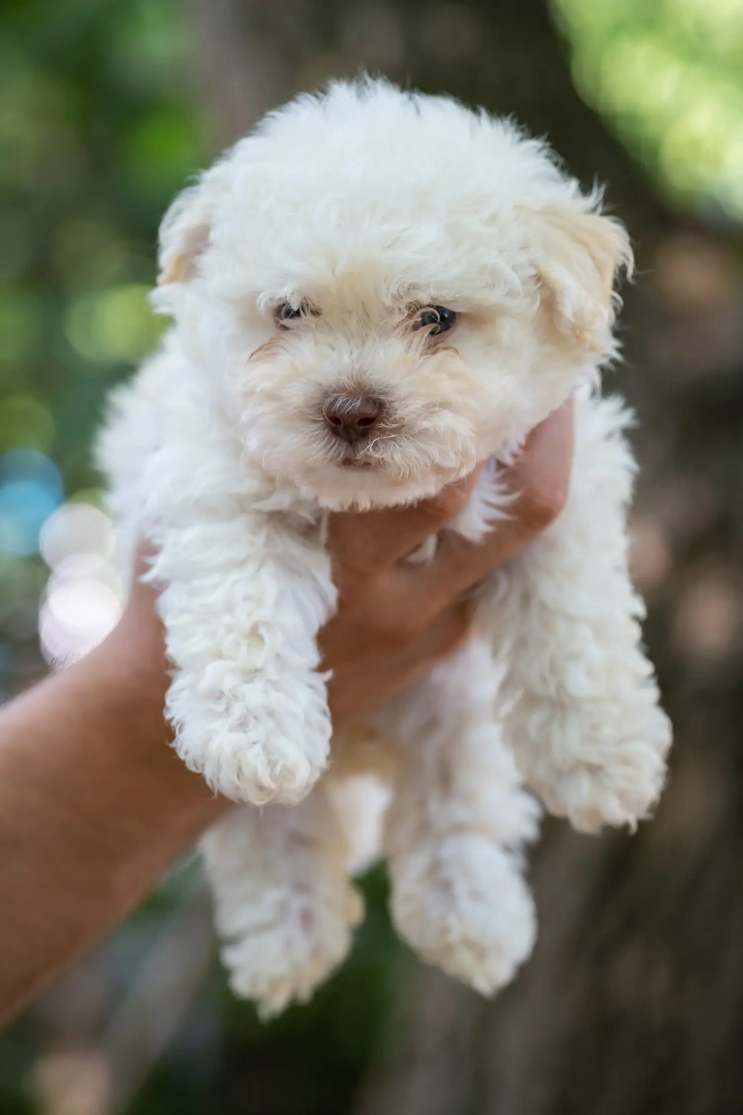 Bolognese yavrusu satın almak sorumluluk almak demektir! Bolognese yavru köpekleri satın alın.