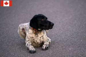 Read more about the article Kanada’da Braque d’Auvergne yetiştiricileri ve köpek yavruları