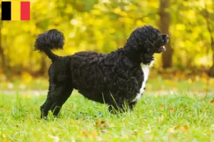 Read more about the article Belçika’da Cão de Agua português yetiştiricileri ve köpek yavruları