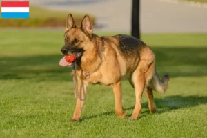 Read more about the article Lüksemburg’da çoban köpeği yetiştiricileri ve yavruları