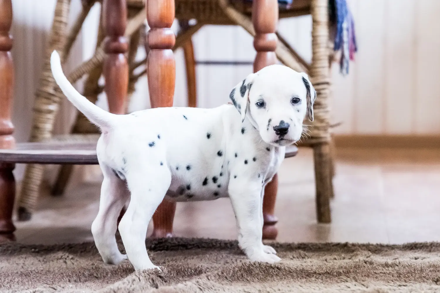 Dalmaçyalı bir yavru köpek satın almak sorumluluk almak demektir! Dalmaçyalı yavru köpek satın alın.