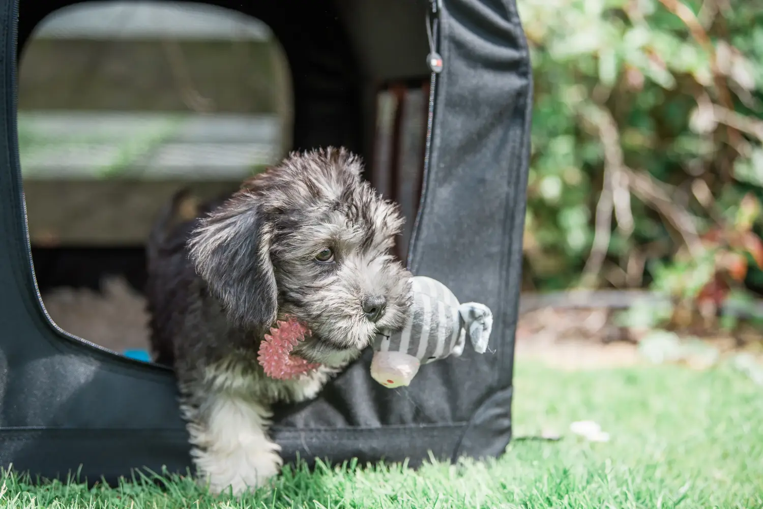 Bir Dandie Dinmont Terrier yavrusu satın almak sorumluluk almak demektir! Dandie Dinmont Terrier yavruları satın alın.