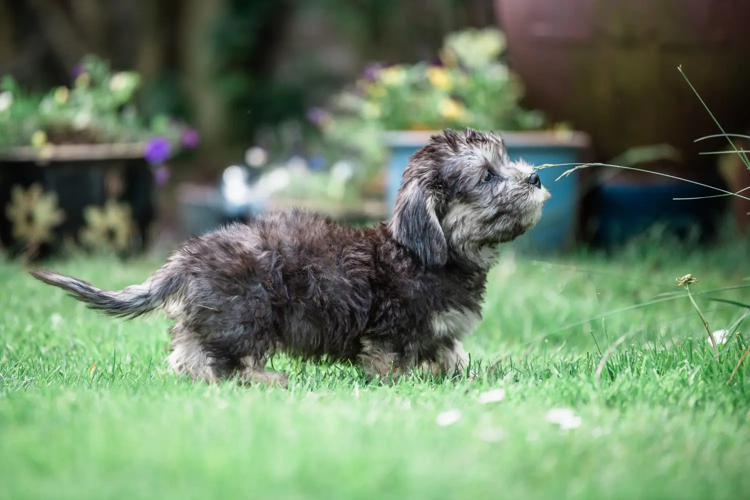 Bir Dandie Dinmont Terrier yavrusu satın almak sorumluluk almak demektir! Dandie Dinmont Terrier yavruları satın alın.