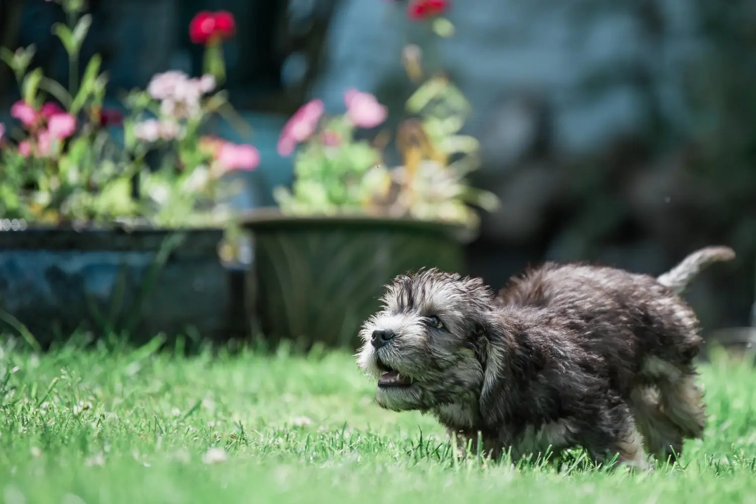 Bir Dandie Dinmont Terrier yavrusu satın almak sorumluluk almak demektir! Dandie Dinmont Terrier yavruları satın alın.