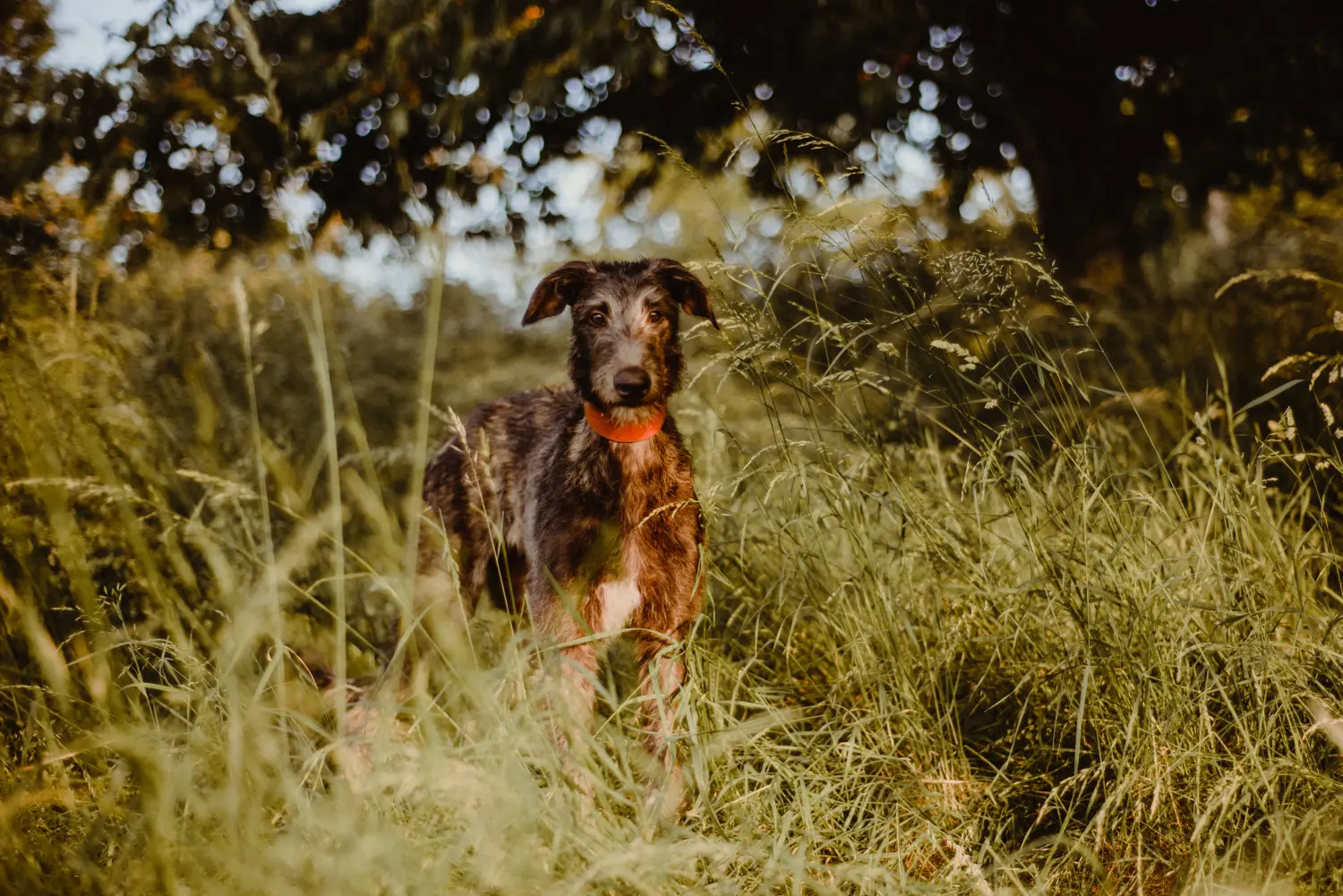 Bir Deerhound yavrusu satın almak sorumluluk almak demektir! Geyik Tazısı yavruları satın alın.