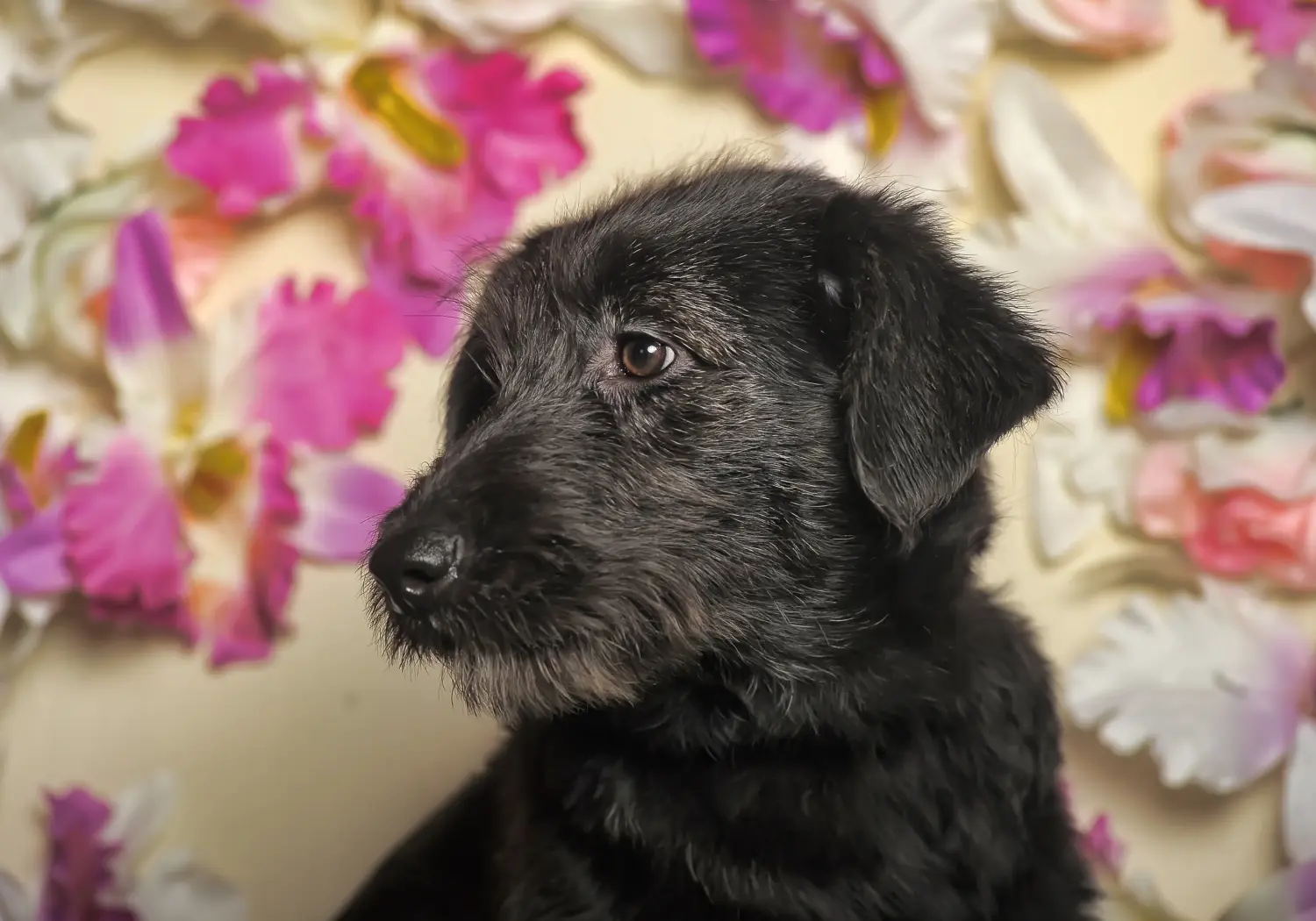 Bir Deerhound yavrusu satın almak sorumluluk almak demektir! Geyik Tazısı yavruları satın alın.