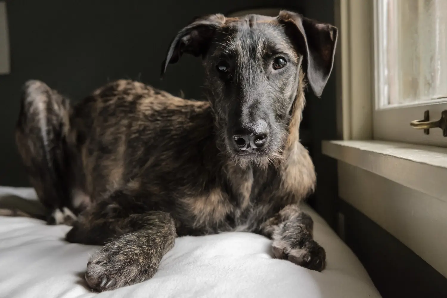 Bir Deerhound yavrusu satın almak sorumluluk almak demektir! Geyik Tazısı yavruları satın alın.
