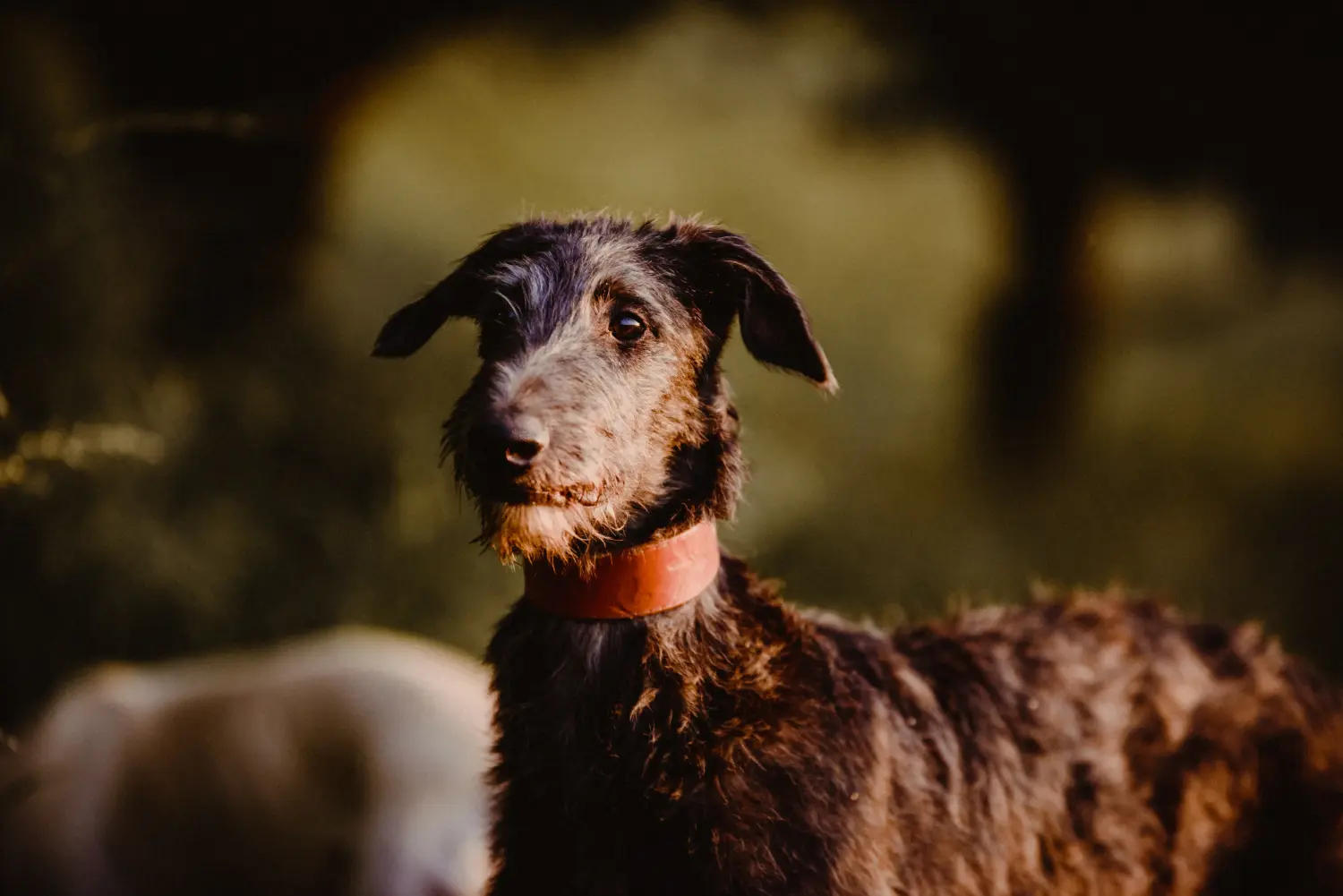 Bir Deerhound yavrusu satın almak sorumluluk almak demektir! Geyik Tazısı yavruları satın alın.