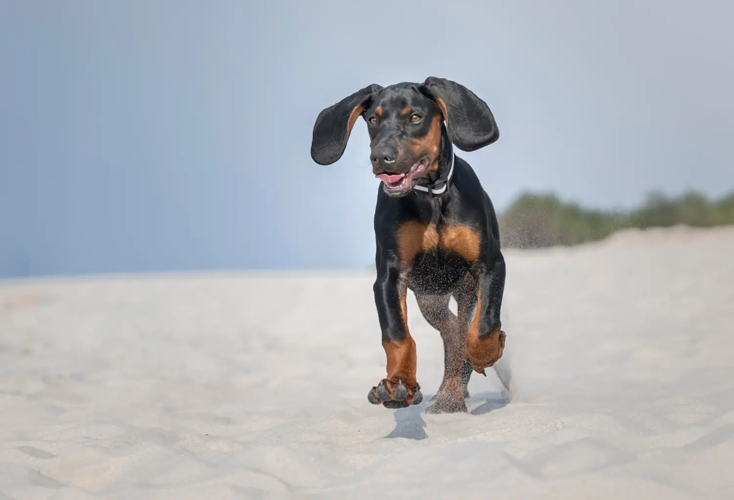 Bir Gończy Polski yavru köpeği satın almak sorumluluk almak demektir! Gończy Polski yavru köpekleri satın alın.