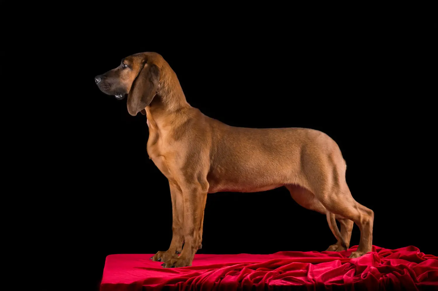 Hanoverian Kaynak Köpeği yavrusu satın almak sorumluluk almak demektir! Hanoverian Kaynak Köpeği yavruları satın alın.