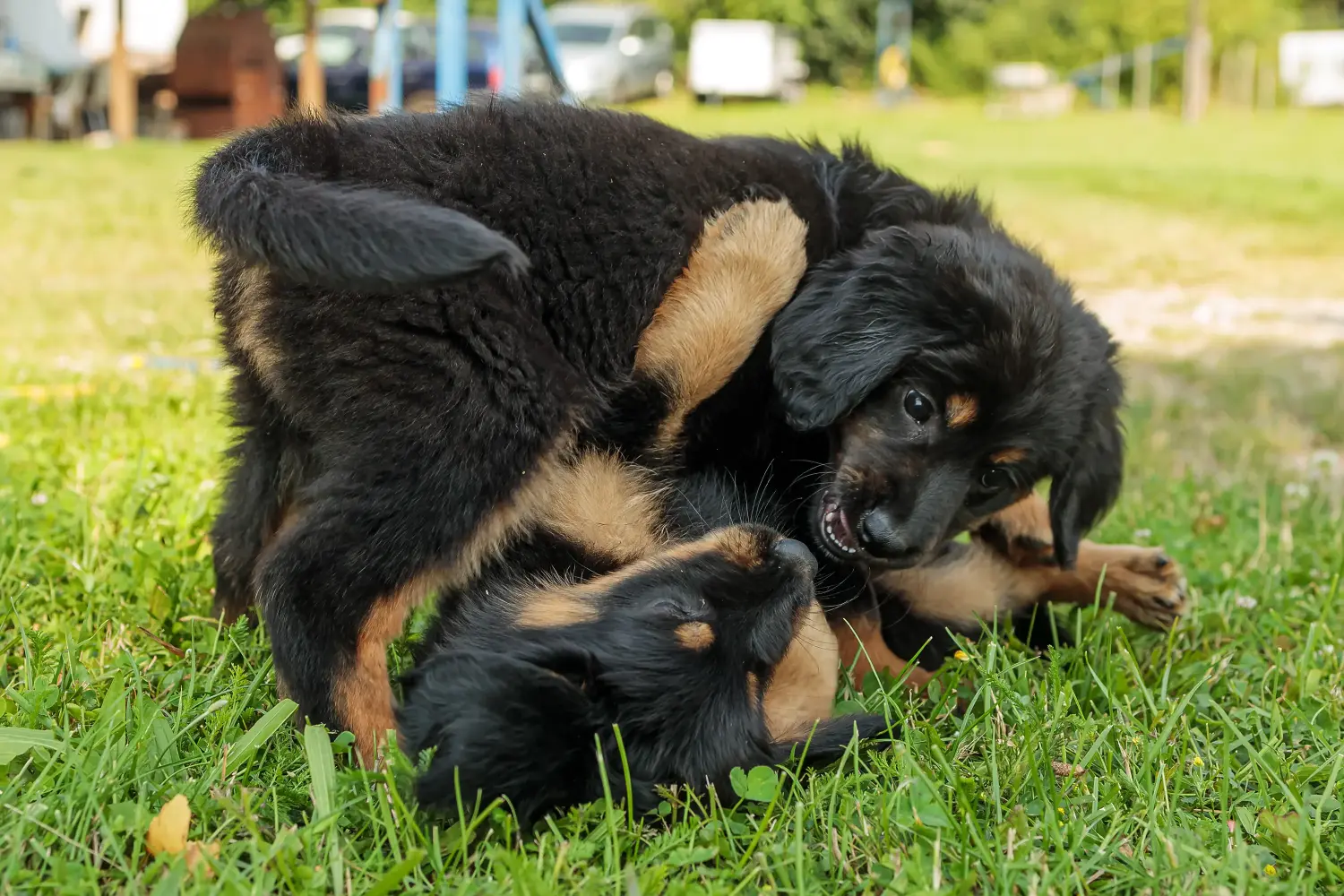 Bir Hovawart yavrusu satın almak sorumluluk almak demektir! Hovawart yavru köpekleri satın alın.
