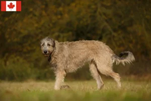 Read more about the article Kanada’daki İrlanda Kurt Köpeği Yetiştiricileri ve Yavruları
