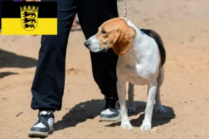 Read more about the article Baden-Württemberg’de İsviçre Lowland Köpeği Yetiştiricisi ve Yavruları
