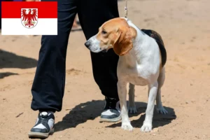 Read more about the article Brandenburg’da İsviçre Lowland Köpeği Yetiştiricisi ve Yavruları