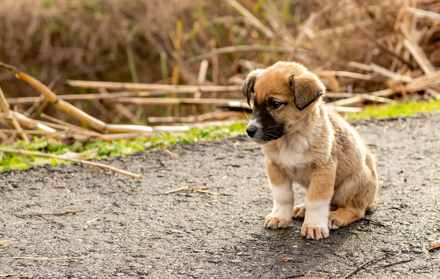 Bir Kangal yavrusu satın almak sorumluluk almak demektir! Kangal yavrusu satın alın.