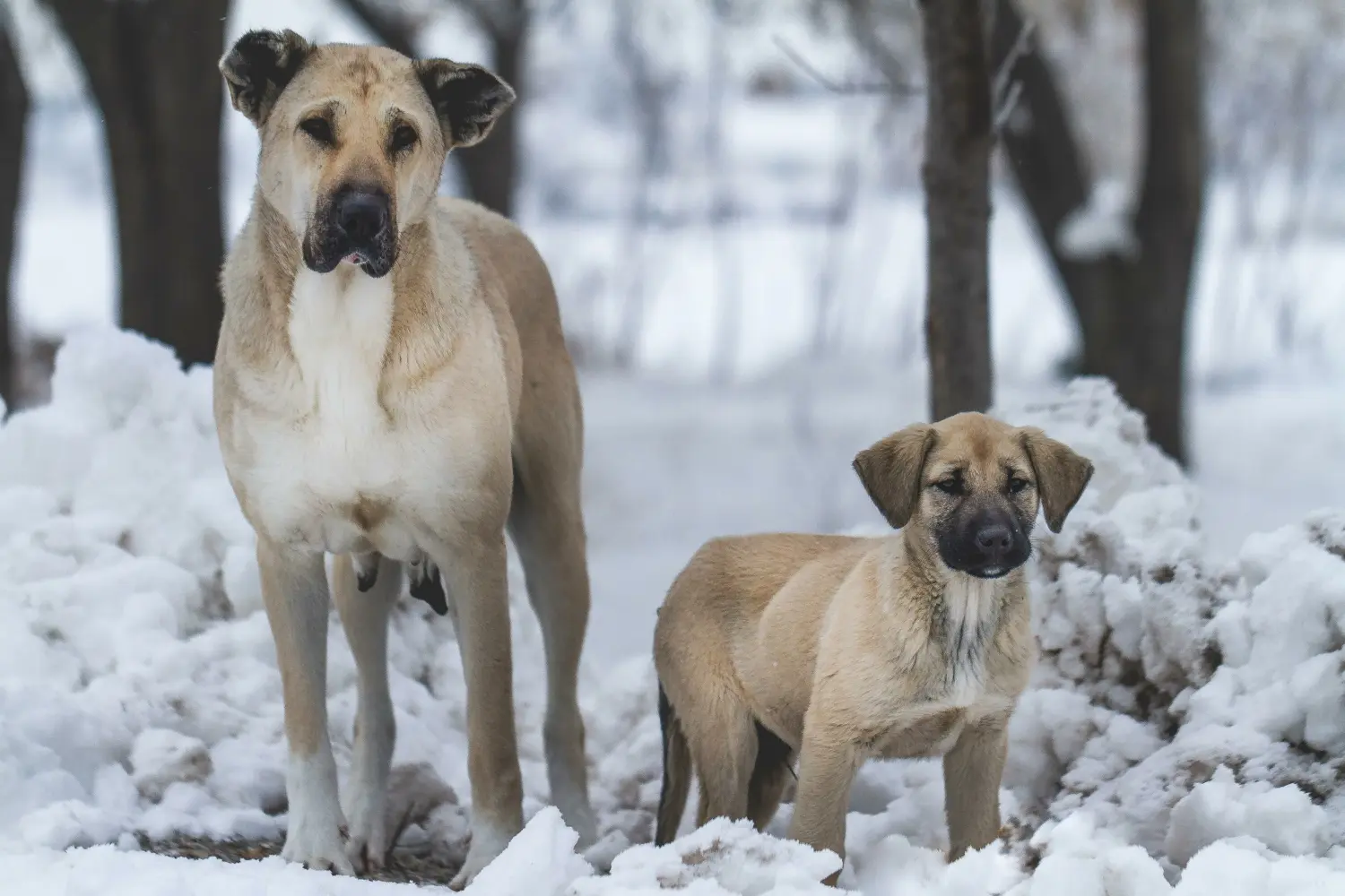 Bir Kangal yavrusu satın almak sorumluluk almak demektir! Kangal yavrusu satın alın.