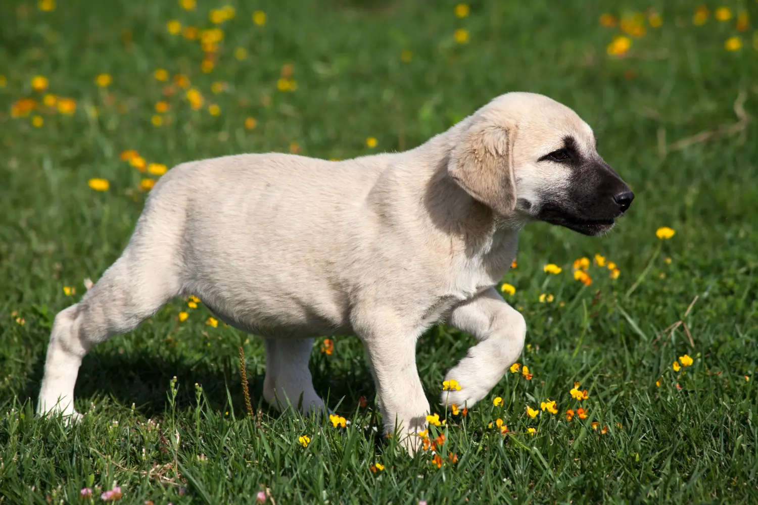 Bir Kangal yavrusu satın almak sorumluluk almak demektir! Kangal yavrusu satın alın.