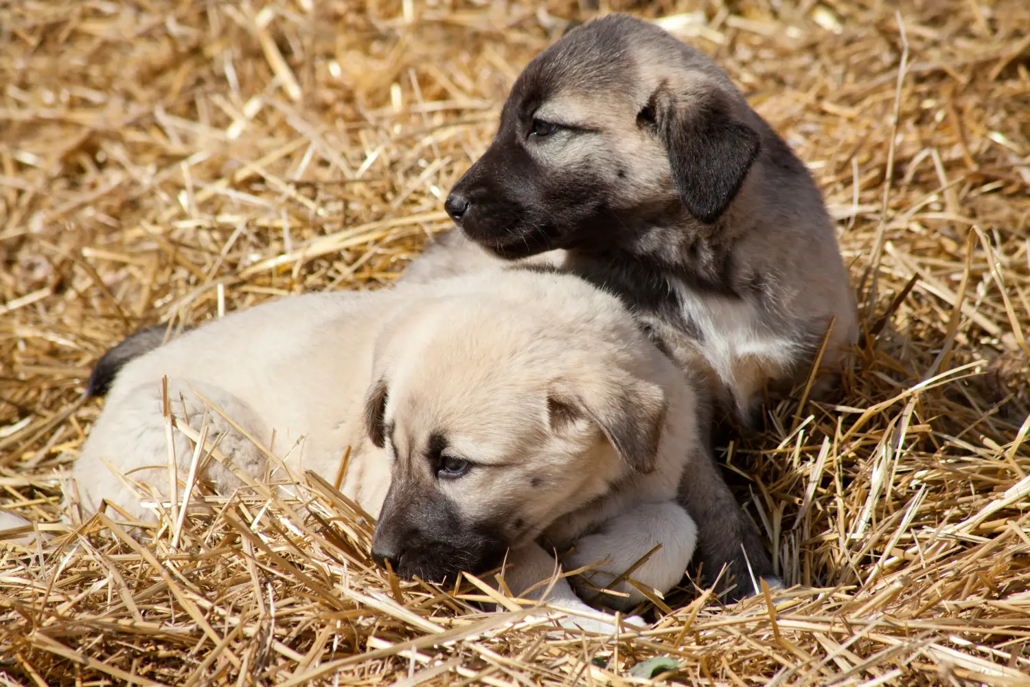Bir Kangal yavrusu satın almak sorumluluk almak demektir! Kangal yavrusu satın alın.