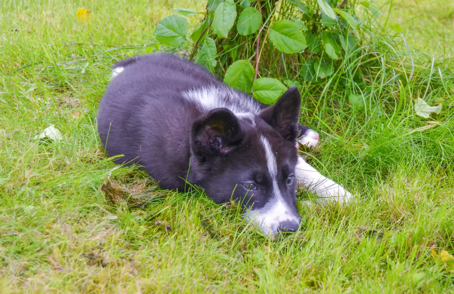 Bir Karelya Ayı Köpeği yavrusu satın almak sorumluluk almak demektir! Karelya Ayı Köpeği yavruları satın alın.