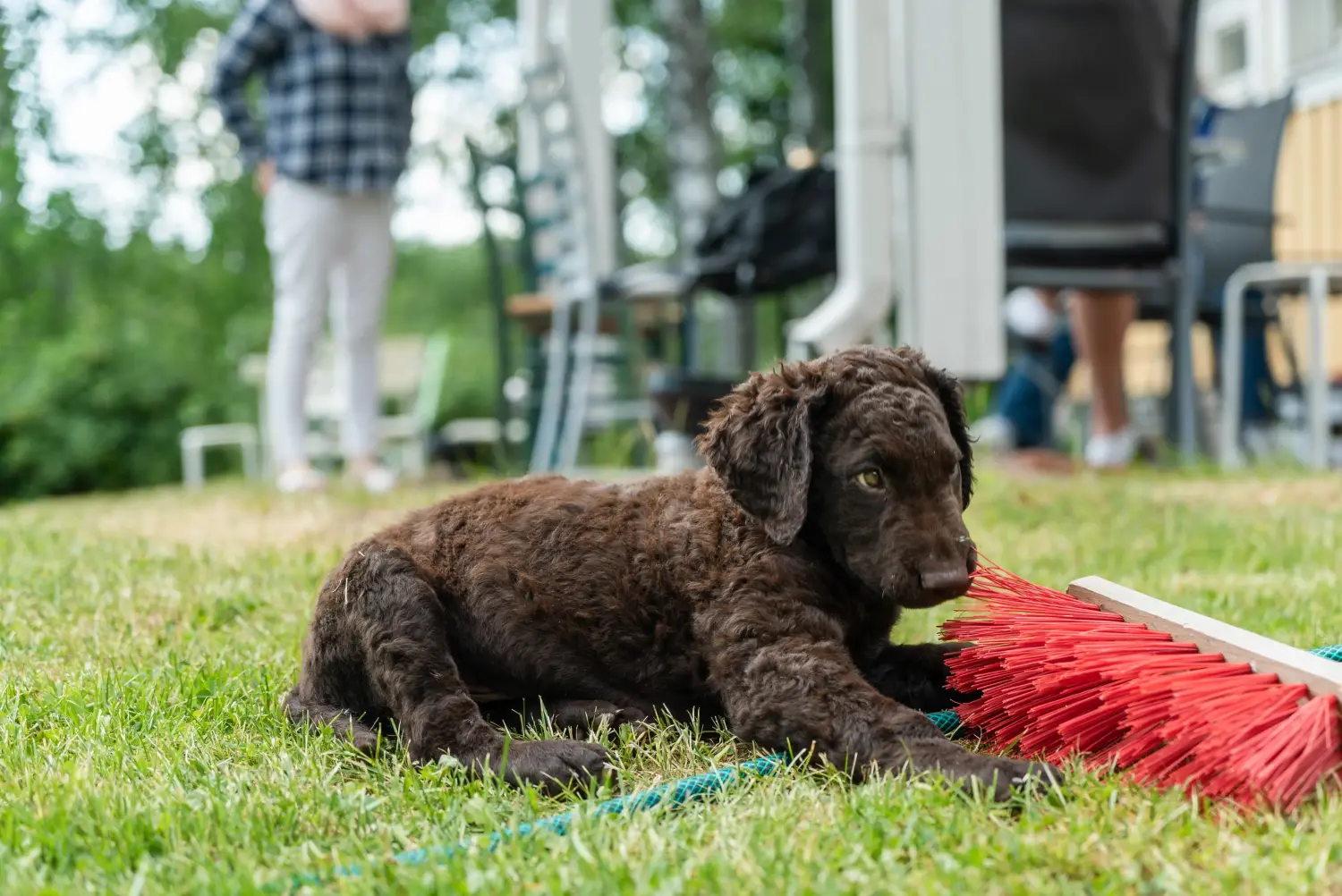 Curly Coated Retriever yavrusu satın almak sorumluluk almak demektir! Curly Coated Retriever yavru köpek satın alın.