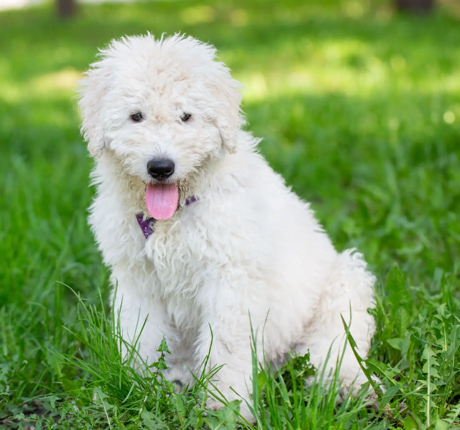Bir Komondor yavrusu satın almak sorumluluk almak demektir! Komondor yavru köpekleri satın alın.