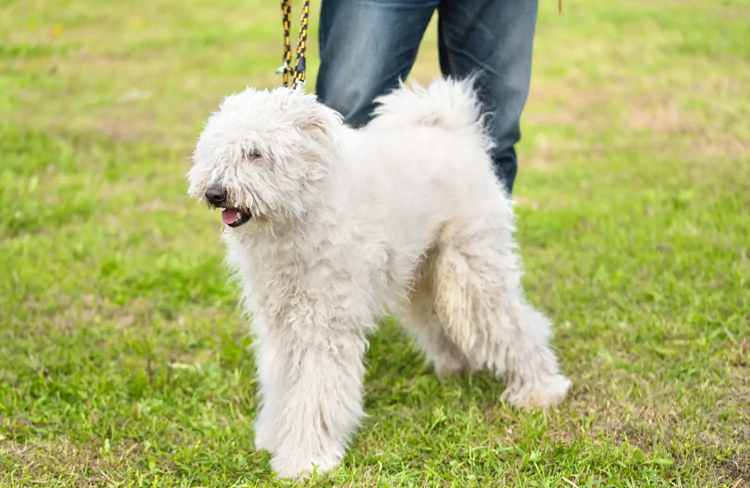 Bir Komondor yavrusu satın almak sorumluluk almak demektir! Komondor yavru köpekleri satın alın.